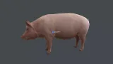 Screenshot #4 - Animal pack deluxe v2 1.0