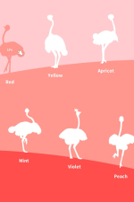 Screenshot #5 - Ostrich Farm