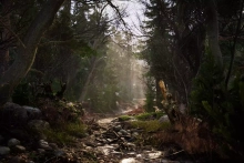 Real Landscapes - Valley Forest