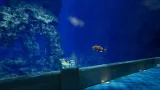 Screenshot #5 - Aquarium at August 32nd