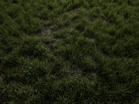 Screenshot #4 - Realistic Grass SV 02 Master Grass для UE5