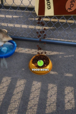 Screenshot #8 - Animal Shelter