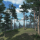Scots Pine Trees Package