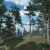 Scots Pine Trees Package