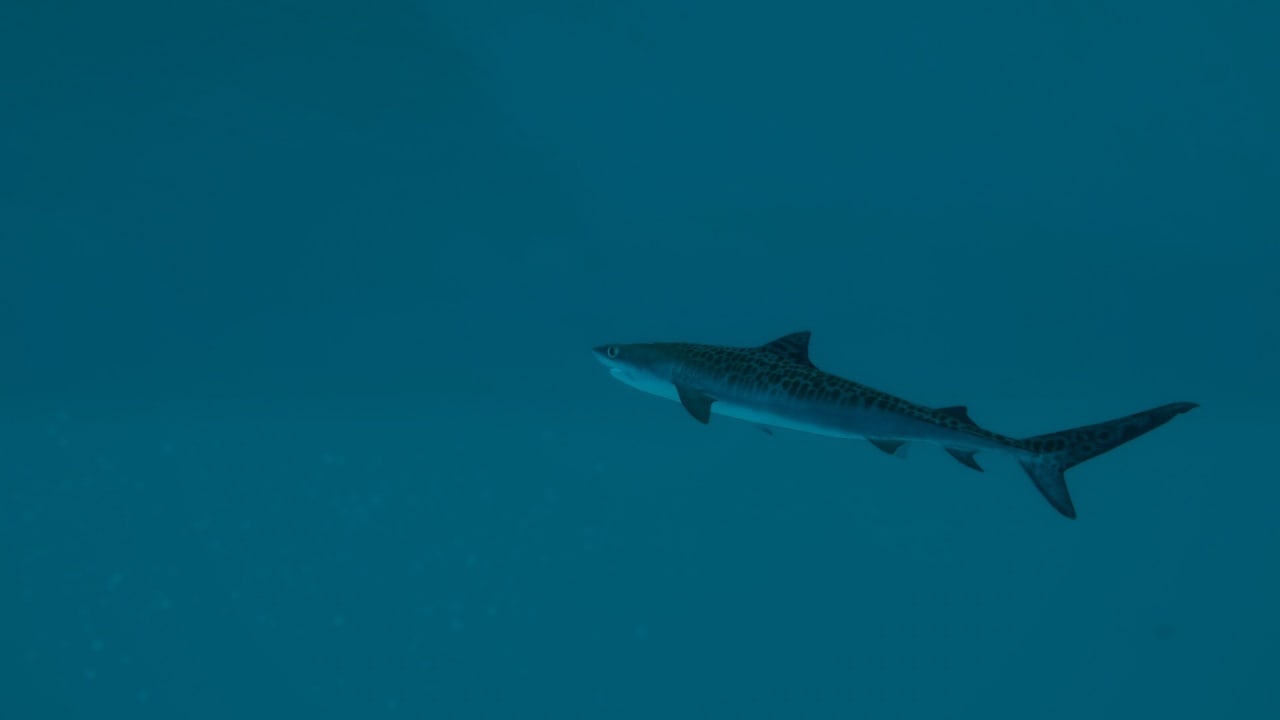Screenshot #7 - Ultimate Fishing Simulator 2