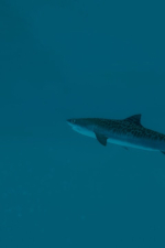 Screenshot #7 - Ultimate Fishing Simulator 2