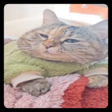 CAT SECURE BROWSER