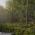 Nature Package - Forest Environment