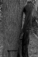 Screenshot #5 - Wardwell House