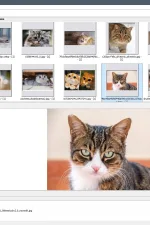 Screenshot #3 - Поиск картинок Extreme Picture Finder 3.65.11.0 RePack by elchupacabra