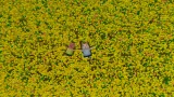 Screenshot #10 - The Adventures of Bunny and Pig