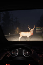 Screenshot #1 - Go Home Annie