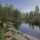 Forest Environment - Dynamic Nature