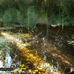 Screenshot #2 - PCG Biome: Forest Poplar (Interactive Foliage, Trees, Wind System, Nature)