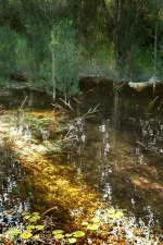 Screenshot #2 - PCG Biome: Forest Poplar (Interactive Foliage, Trees, Wind System, Nature)