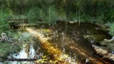 Screenshot #2 - PCG Biome: Forest Poplar (Interactive Foliage, Trees, Wind System, Nature)