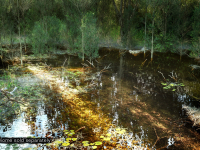 Screenshot #2 - PCG Biome: Forest Poplar (Interactive Foliage, Trees, Wind System, Nature)