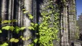 Screenshot #1 - Real Ivy 2 Procedural Ivy Generator
