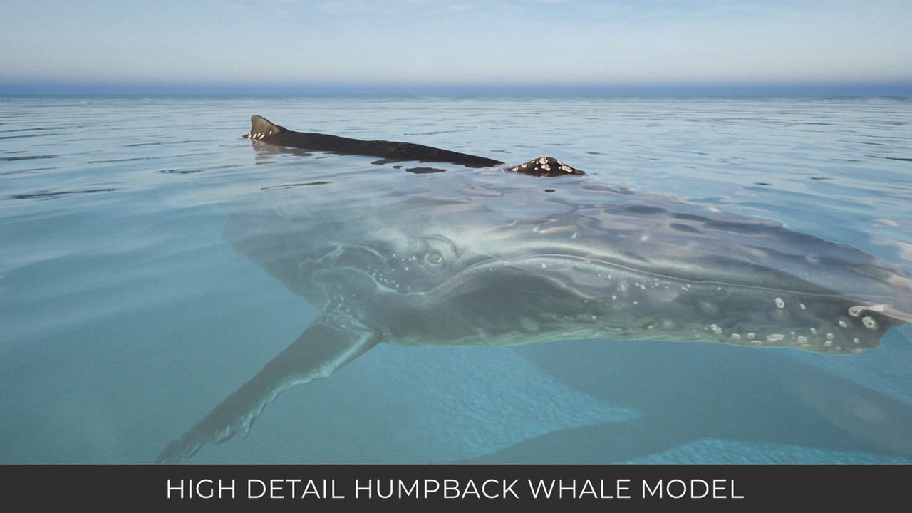 Screenshot #4 - Animated Humpback Whale (UE5.3+)