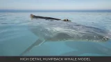 Screenshot #4 - Animated Humpback Whale (UE5.3+)