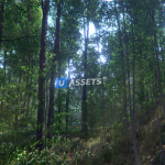 Screenshot #1 - Nature Package - Forest Environment