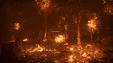 Screenshot #2 - Forest Fire