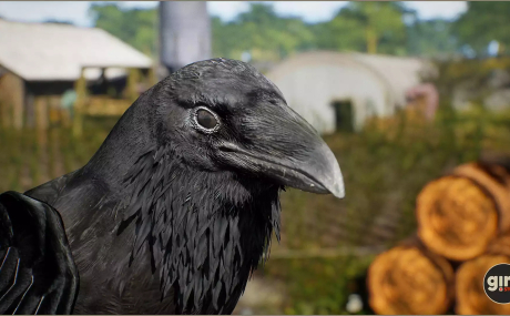 Animalia - Raven