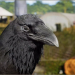 Animalia - Raven