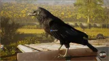 Screenshot #2 - Animalia - Raven
