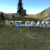 Soft grass shader