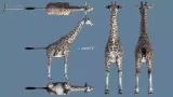 Screenshot #1 - African Animal Pack 2