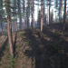 Spruce Trees Pack
