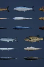 Screenshot #1 - Ultimate Fishing Megapack (Unreal Engine)
