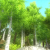 GreenLeaf - Tree Pack 2