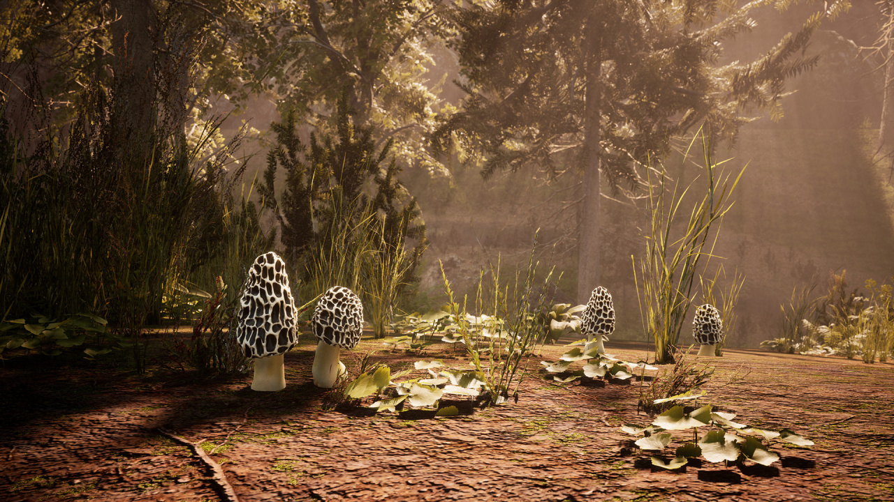 Screenshot #5 - Morels: The Hunt