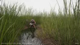 Screenshot #1 - Nanite Tall Grass Vol.1 UE5