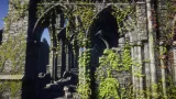 Screenshot #2 - Real Ivy 2 Procedural Ivy Generator