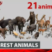 Forest animals 1.0