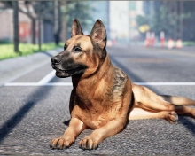 Animalia - German Shepherd