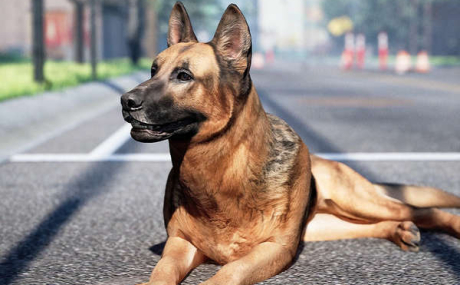 Animalia - German Shepherd